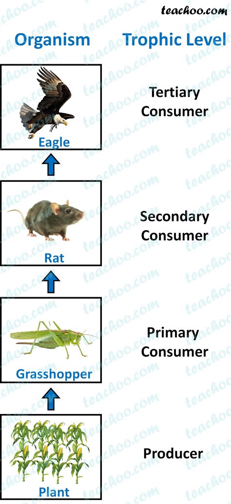 Trophic Level - Definition, Examples, Energy Transfer - Teachoo