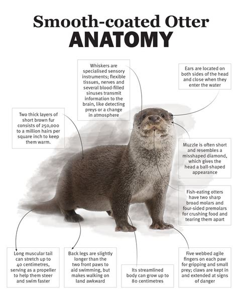 Diagram of Guard Fur on the Smooth Coated Otter