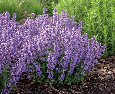 cat's pajamas catmint seeds - Darline Sizemore