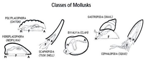 Mollusks Anatomy - Anatomy Reading Source