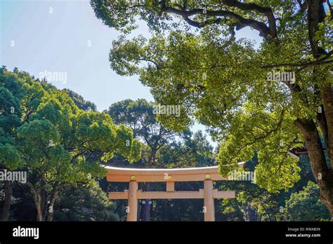 Renovated torii gate at Meiji Jingu. Meiji Shrine located in Shibuya, Tokyo, is the Shinto ...