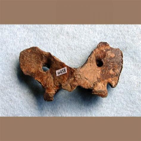 Wolf & Dog Fossils Archives - Fossils & Artifacts for Sale | Paleo Enterprises