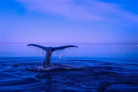 Large-Endangered-Marine-Mammals | Environment Buddy