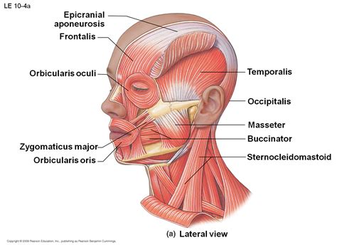 zygomatic ligament - Google Search | Muscles of facial expression, Muscles of the face, Anatomy