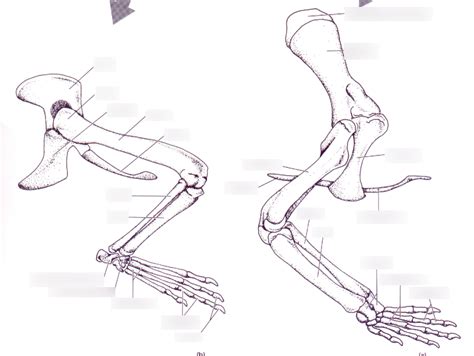 Alligator skeleton Diagram | Quizlet