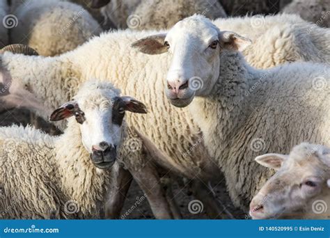 White Sheep in Farm, Portrait of a Cute Lamb Stock Image - Image of pasture, portrait: 140520995