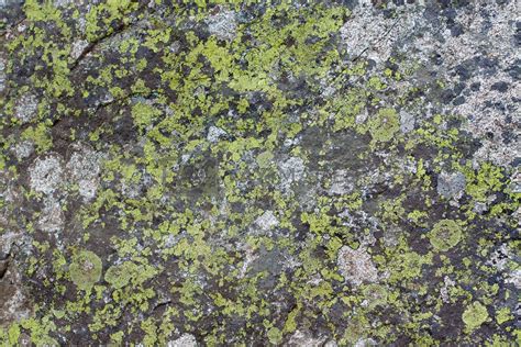 Rock Moss Texture by joshuaraineyphotography Vectors & Illustrations ...