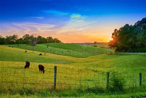 Field of Cows Grazing at Sunset Stock Image - Image of kentucky ...