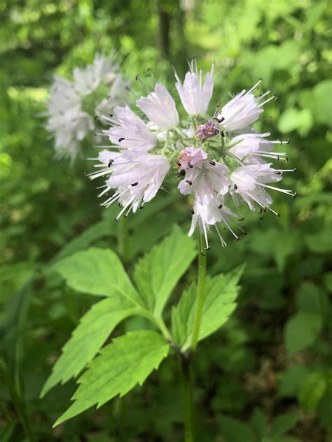 Wisconsin Wildflower | Eastern Waterleaf | Virginia Waterleaf | Hydrophyllum virginianum