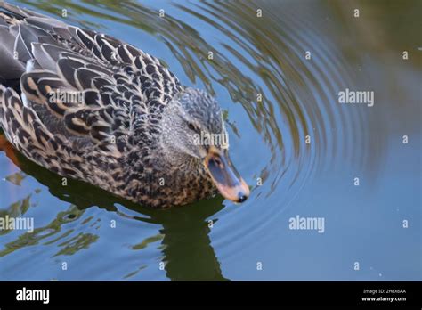 Brown-speckled plumage mallard duck in the water Stock Photo - Alamy