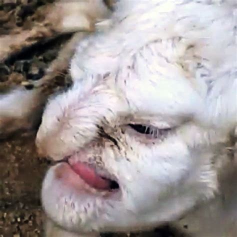 Who has been sleeping with the Lambs? Russian Lamb Born with Human Face ...