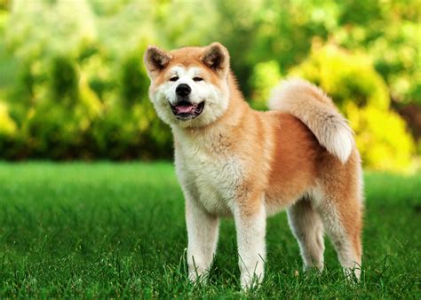 Akita Inu: conheça esta raça de cães e as suas caraterísticas