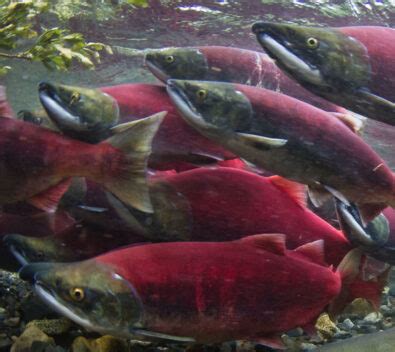 Sockeye Salmon - Wild Salmon Center