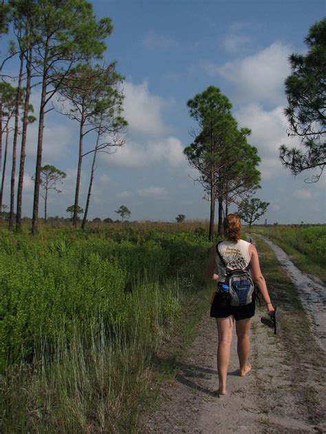 Alabama State Tree | Southern Longleaf Pine