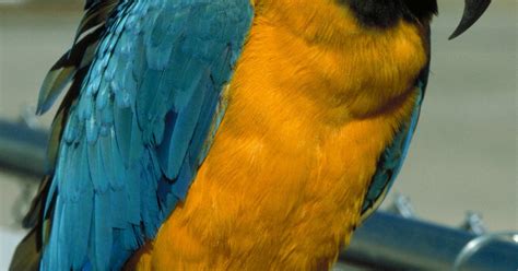 What Are the Predators of the Blue & Gold Macaw? | eHow UK