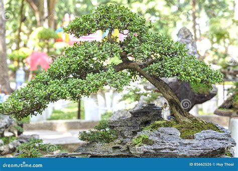 Bonsai and Penjing stock photo. Image of juniper, gardening - 85662526