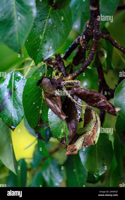 Pear scab hi-res stock photography and images - Alamy