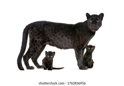 Black Leopard Her Cubs Isolated Stock Photo 1762836956 | Shutterstock