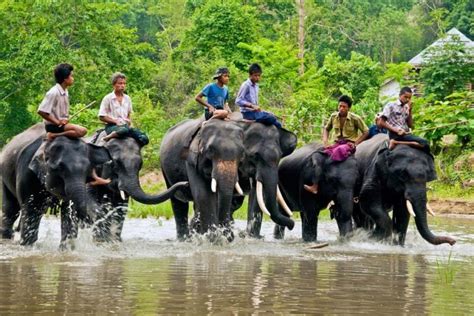 Wildlife sanctuaries and animal shelters in Myanmar - MYANMORE