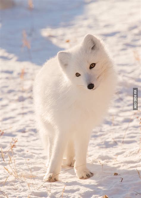 Cute arctic fox - 9GAG