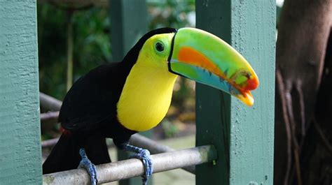 30 Fun Toucan Facts For Kids 2023 (Full Information)