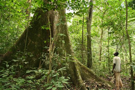 How to Preserve Africa's Forests And Build a Green Economy | World Economic Forum