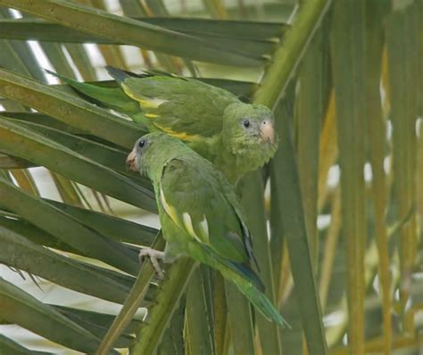 White-winged Parakeets | Downtown Miami, Florida | Flickr