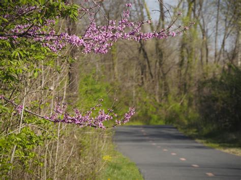 Anacostia River Trail 201736 – Capital Trails Coalition