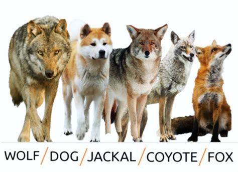 Difference Between Dog, Wolf, Jackal, Coyote and Fox - HubPages