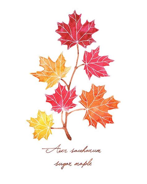 Sugar Maple Leaf Drawing at GetDrawings | Free download