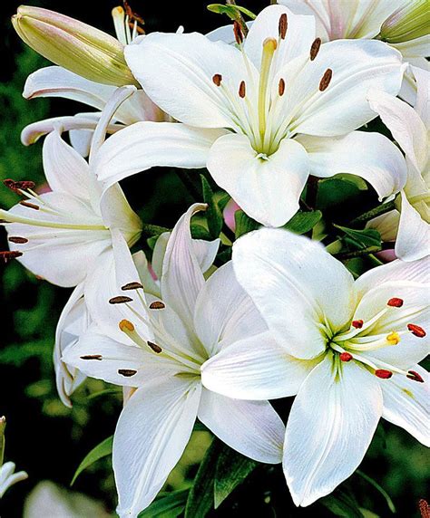 Tips For Growing and Caring Tree Lilies In The Garden. #orientaltreelilycare #orientaltreelily # ...