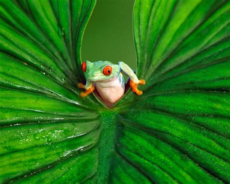 Free download Frog wallpaper HD beautiful desktop wallpapers 2014 [1280x1024] for your Desktop ...