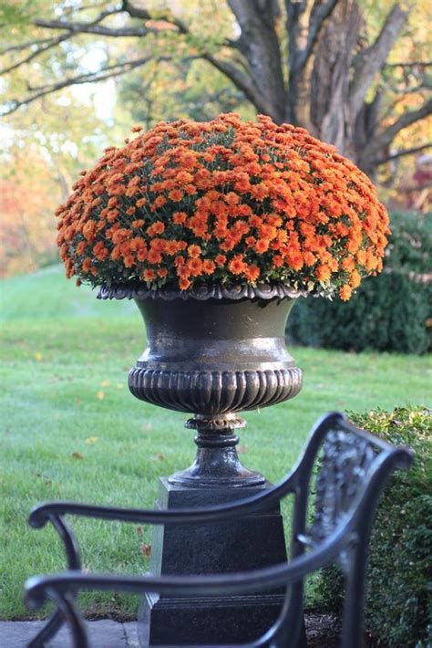 21 Magnificent Ideas for Potted Mums | Potted mums, Fall mums, Fall urn