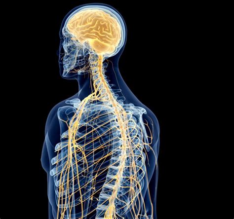 Early Signs of Nerve Damage | NJ Spine & Ortho