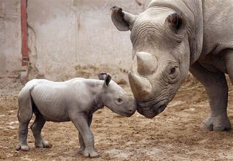 Killing for Conservation: Can Hunting Save the Black Rhino?