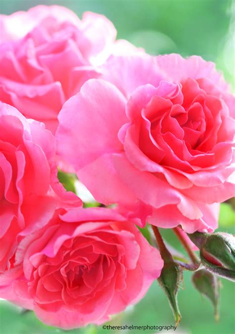 Beautiful Pink Roses from My Garden by theresahelmer on DeviantArt