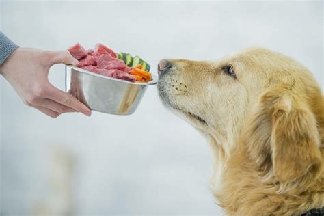 What Are The Best Chewy Dog Food Brands?