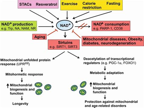 NADH Reviews - What Is The Function of NADH In Your Body