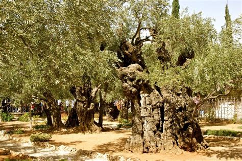 Olive Tree Jerusalem Israel | Ancient Olive Trees, Garden of Gethsemane, Jerusalem, Israel ...