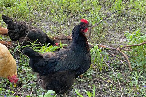 Black Beauties - 17 Gorgeous Black Chicken Breeds From Around The World ...