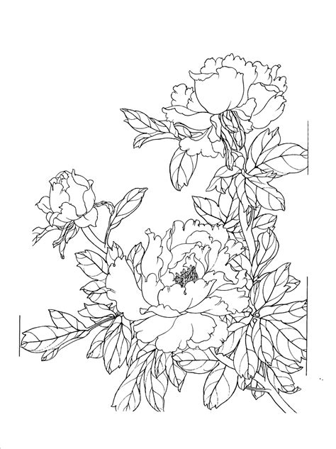 Drawing - Peony flower line drawing png download - 1197*1600 - Free ...