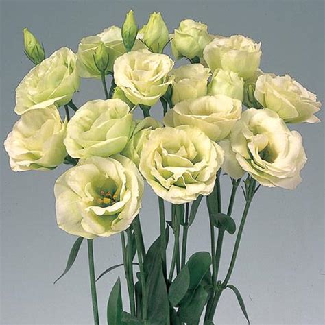 Rosita Lisianthus seeds for cut flowers - Eustoma grandiflorum