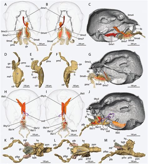 The First Reconstruction Of The Head Anatomy Of A, 43% OFF