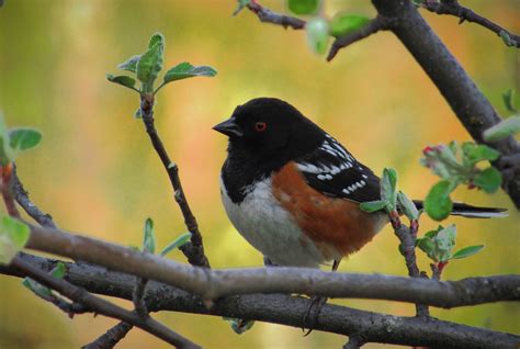 The 10 Most Common Backyard Birds in Southern California – Chirp Nature Center