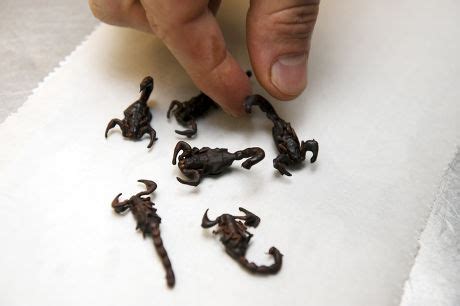 Chocolate Covered Scorpions Editorial Stock Photo - Stock Image ...