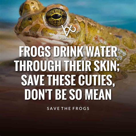 Frogs drink water through their skin; save these cuties, don't be so ...