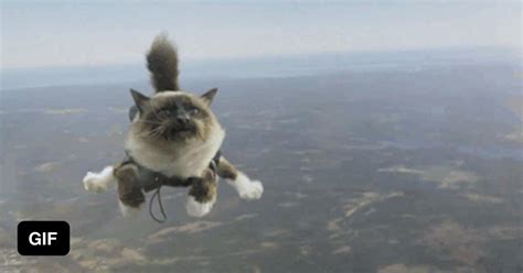 Skydiving cat - 9GAG