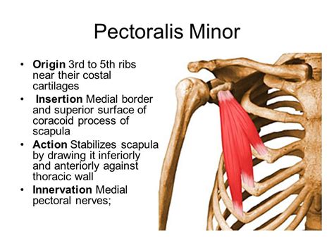 pec minor origin and insertion - Google Search | Human anatomy and ...