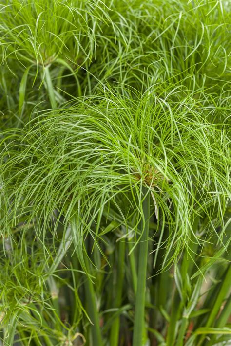 CYPERUS papyrus 'Percamenthus' 15cm (Height 40cm) - Turn It Tropical