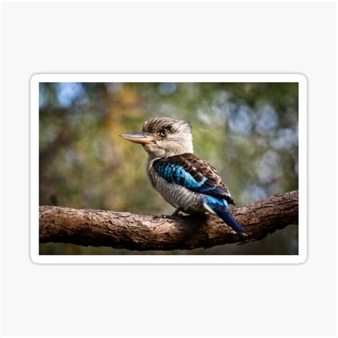 Blue Kookaburra Stickers | Redbubble